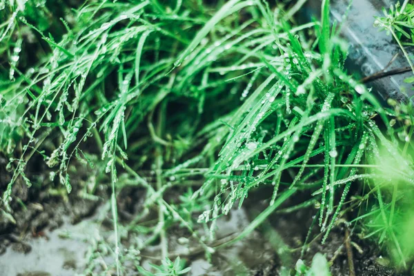 Флора Природа Травяной Фон — стоковое фото