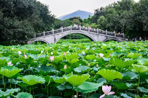 Invernadero Una Planta Jardín — Foto de Stock