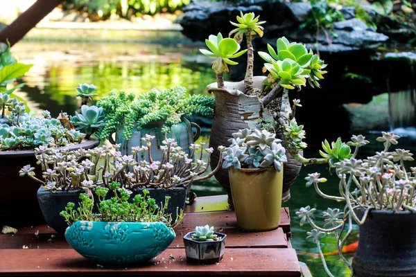 Grüne Kaktuspflanze Florale Sukkulente — Stockfoto