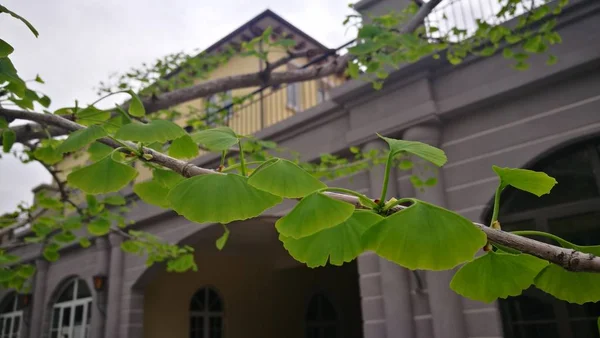 Hermoso Plano Botánico Fondo Pantalla Natural — Foto de Stock