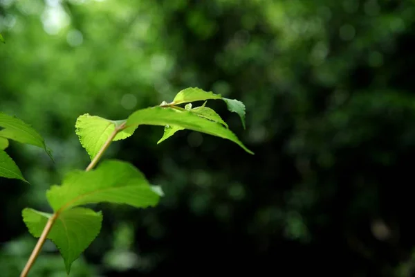 Hojas Verdes Jardín — Foto de Stock