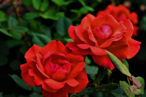 Primer Plano Hermosas Flores Rosas Flor — Foto de Stock