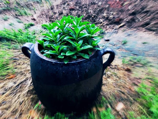 pot of green tea in the garden