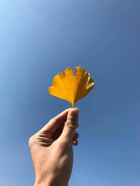 Mano Sosteniendo Una Flor Amarilla Cielo Azul — Foto de Stock