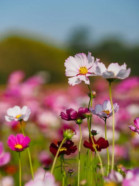 Hermoso Plano Botánico Fondo Pantalla Natural — Foto de Stock