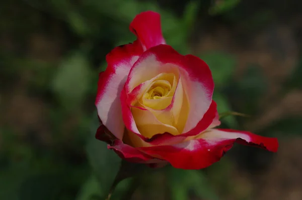 Flor Tierna Flor Primavera Durante Día — Foto de Stock