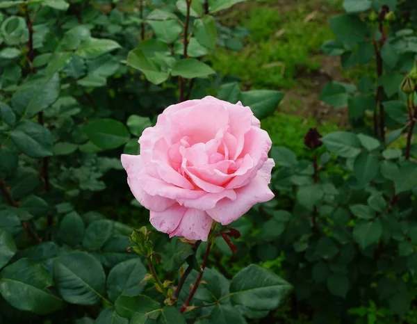 Primer Plano Hermosas Flores Rosas Flor — Foto de Stock