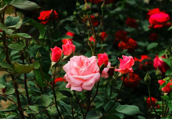 Primer Plano Hermosas Flores Rosas Flor — Foto de Stock