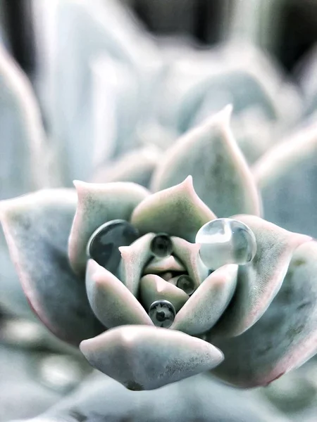 아름다운 배경의 클로즈업보기 — 스톡 사진