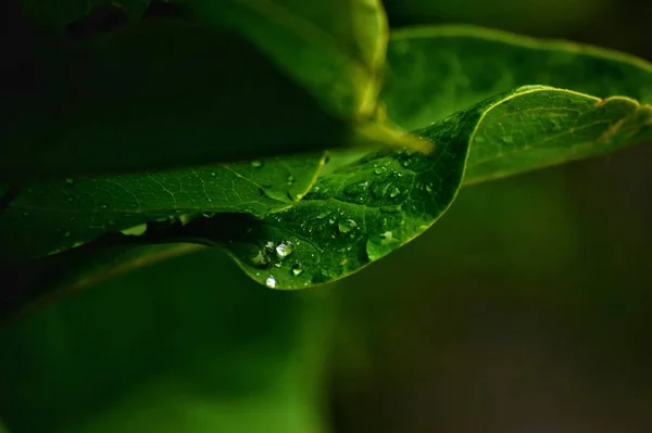 Hojas Flora Verde Gotas Agua — Foto de Stock