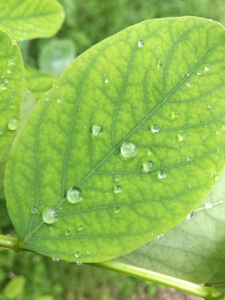 green flora leaves of water drops