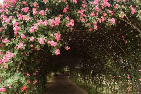 Vacker Blommor Skott Blomma Tapet — Stockfoto