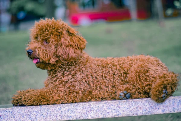 公園の可愛い犬 — ストック写真
