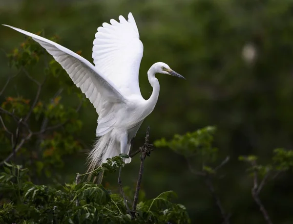 Vue Oiseau — Photo