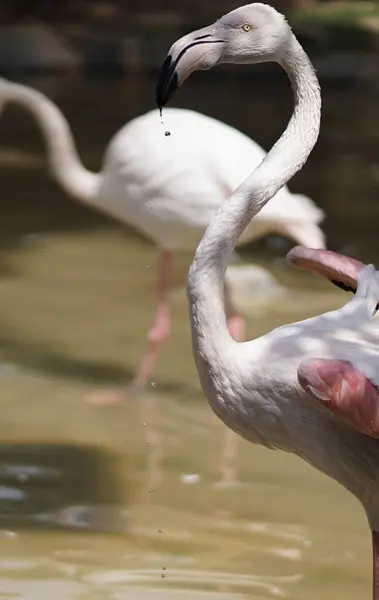 Flamingo Aves Flora Fauna — Fotografia de Stock