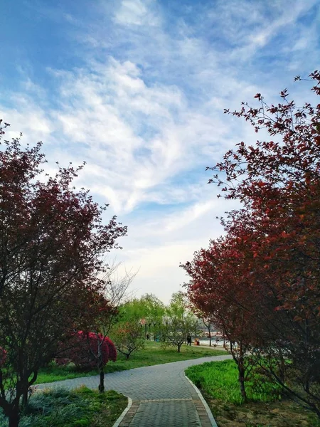 Hermoso Plano Botánico Fondo Pantalla Natural — Foto de Stock