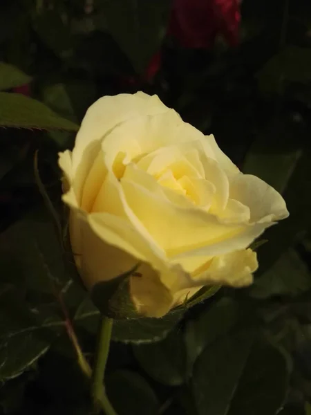 Flor Tierna Flor Primavera Durante Día — Foto de Stock