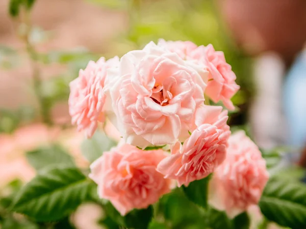 Zahrada Plná Kvetoucích Květin Dne — Stock fotografie