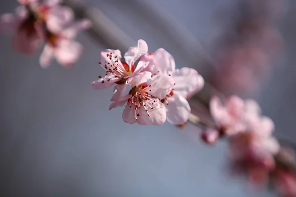 View Cherry Tree Blossom — Stock Photo, Image