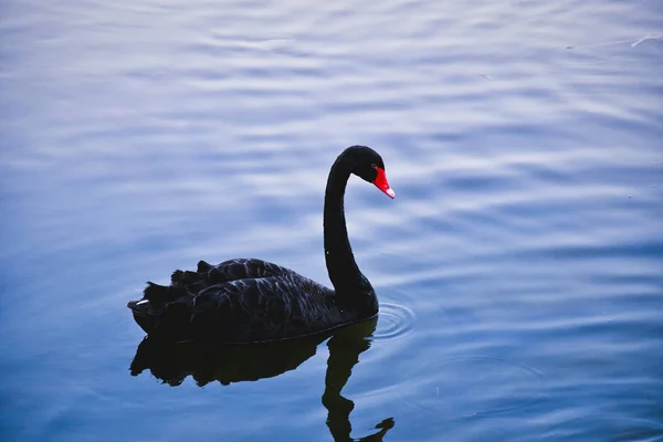 Zwaan Het Meer — Stockfoto