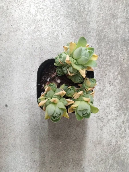 Cactus Dans Pot Sur Mur Béton — Photo