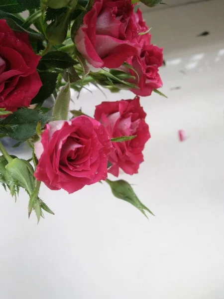 Vista Cerca Flores Rosas Florecientes — Foto de Stock