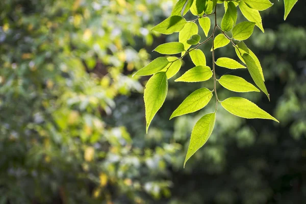 Hojas Follaje Flora Verde Verano — Foto de Stock