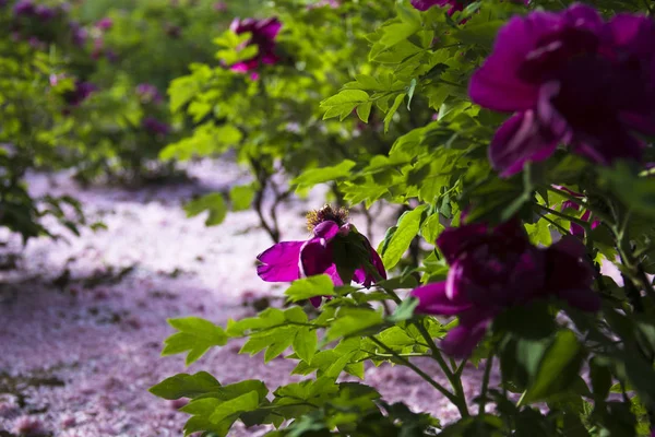 Krásný Květinový Záběr Květinová Tapeta — Stock fotografie