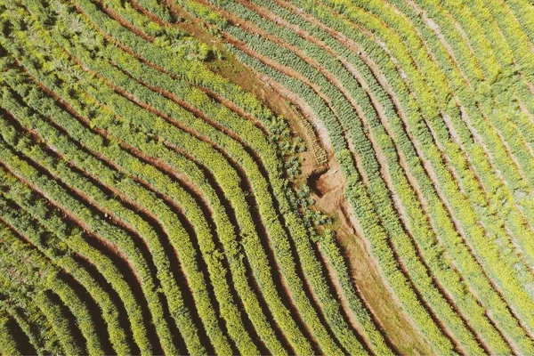 Plantación Verde Las Montañas — Foto de Stock