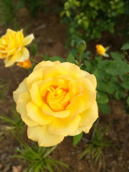 Jardín Lleno Flores Florecientes Durante Día — Foto de Stock