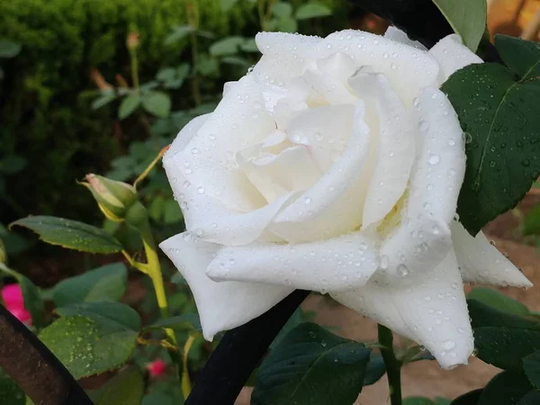 Primer Plano Hermosas Flores Rosas Flor — Foto de Stock