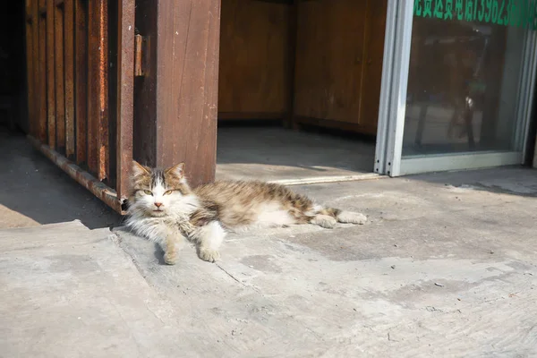 Gato Calle — Foto de Stock