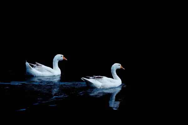 Cisne Blanco Estanque — Foto de Stock