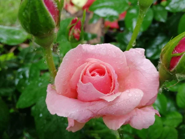 Flor Tierna Flor Primavera Durante Día — Foto de Stock