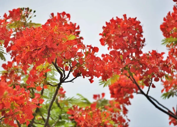 Hermoso Plano Botánico Fondo Pantalla Natural — Foto de Stock