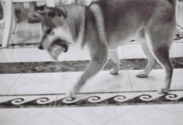 Blick auf einen Hund — Stockbild Blick Auf Einen Hund — Stockfoto