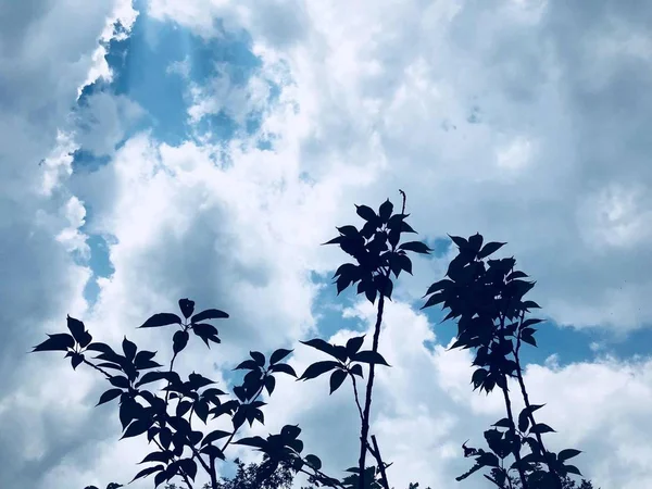 Paisaje Tropical Con Palmeras Cielo Azul — Foto de Stock