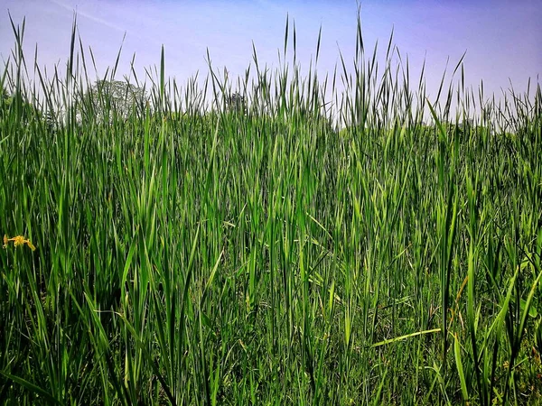 Hermosa Vista Paisaje Rural — Foto de Stock