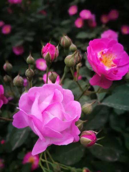 Belles Fleurs Pétales Plante Florale — Photo