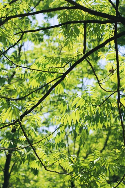 foliage leaves, green summer flora