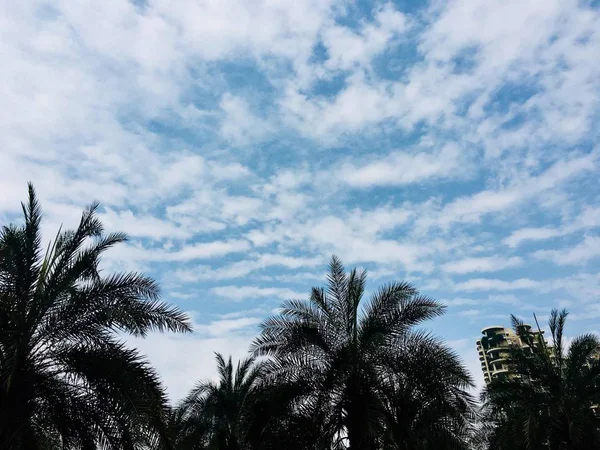 Hermoso Paisaje Tropical Con Árboles Cielo Azul — Foto de Stock