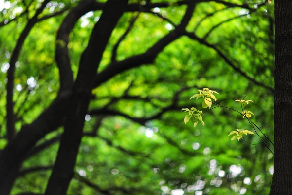 Hojas Follaje Flora Verde Verano — Foto de Stock