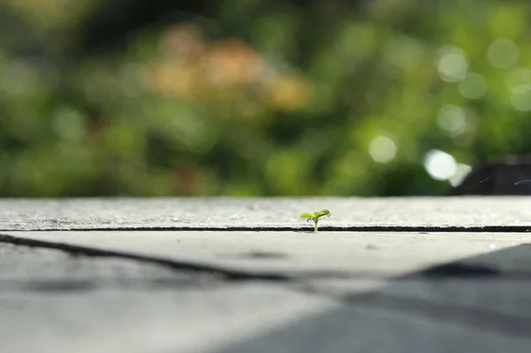 木制地板上的绿草 — 图库照片