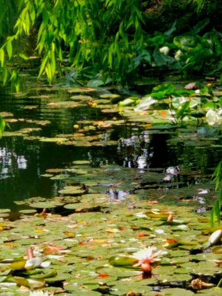 Flores Nenúfar Con Hojas Verdes Estanque — Foto de Stock