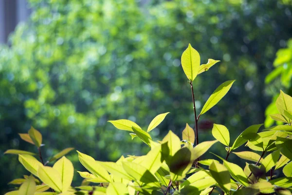 green foliage, floral leaves