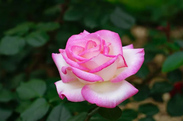 Blühende Zarte Blume Frühling Tagsüber — Stockfoto