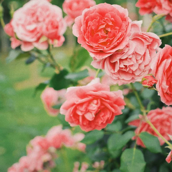 Hermosas Flores Foto Floral — Foto de Stock