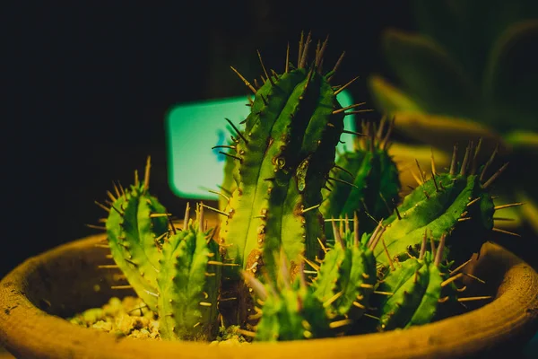 Hermoso Plano Botánico Fondo Pantalla Natural — Foto de Stock