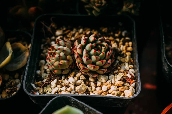 Hermoso Plano Botánico Fondo Pantalla Natural — Foto de Stock