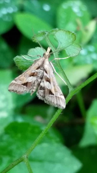 Mariposa Hoja — Foto de Stock